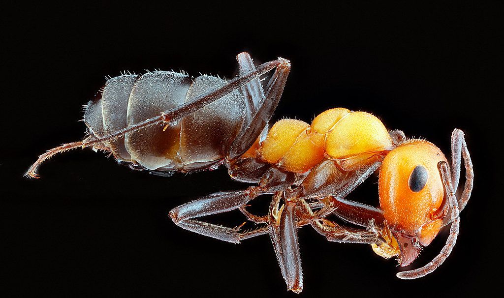 Ant Control service in The Woodlands, TX