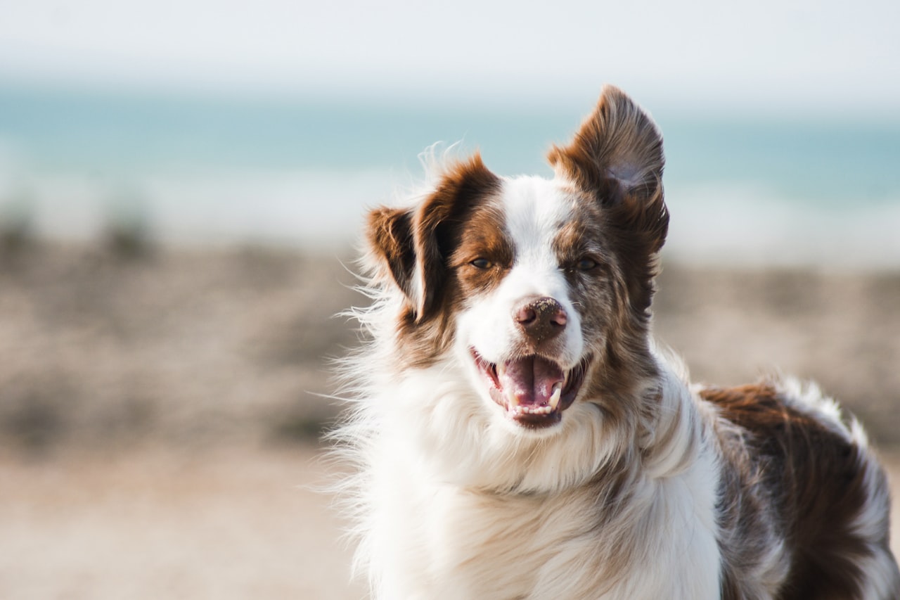 Flea & Tick Control service in The Woodlands, TX