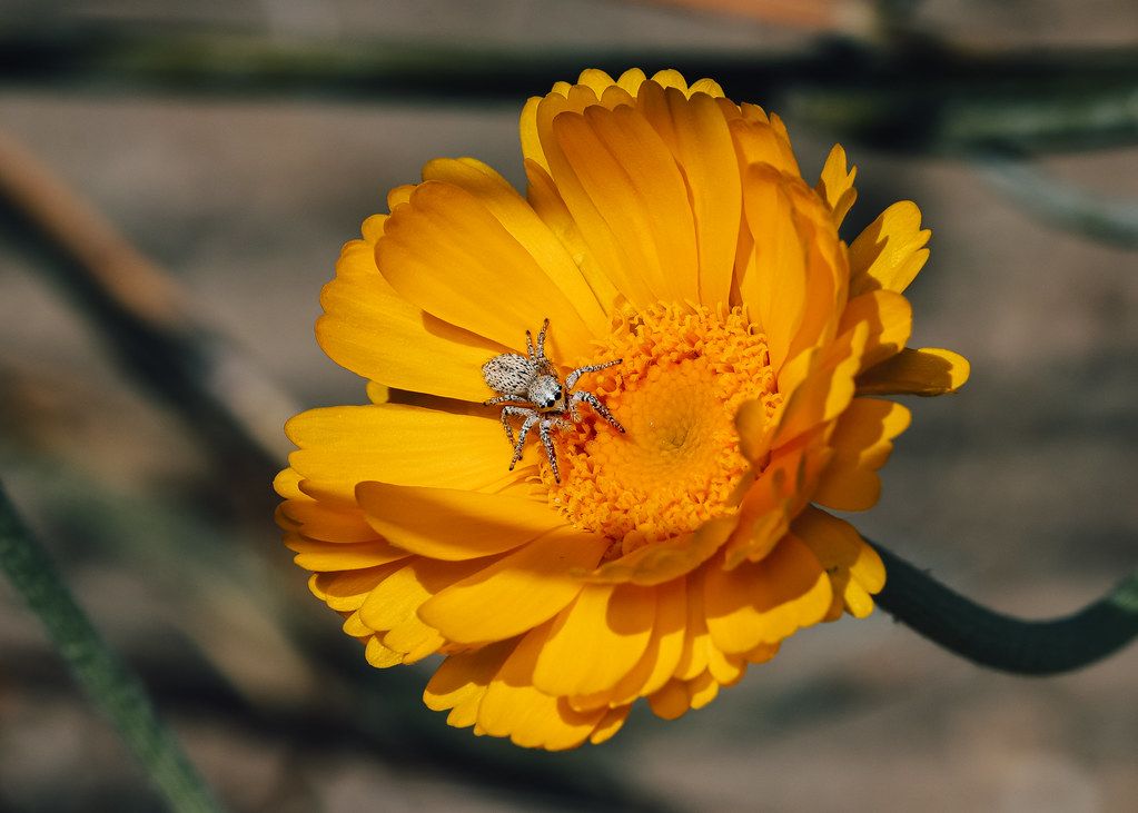 Spider Control service in The Woodlands, TX